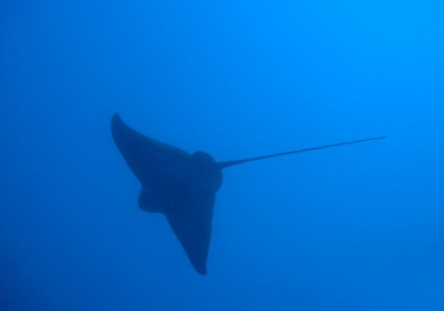 Agenzia/operatore Turistico Taormina Diving Center